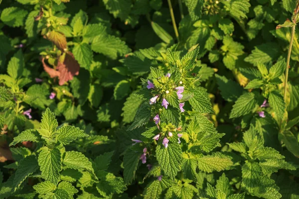 Medicinal Plants Herbs Motherwort Blooming Leonurus Cardiaca Motherwort Nature Selective — Foto de Stock
