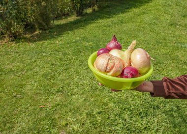 A woman's hand holds an onion in the palm of her hand. Selective focus of fresh onion. The concept of organic food.