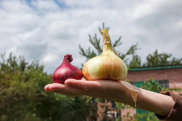 A woman\'s hand holds an onion in the palm of her hand. Selective focus of fresh onion. The concept of organic food.