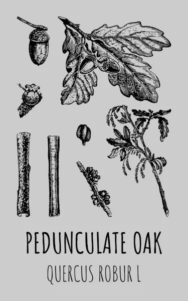 Vector Illustration Pedunculate Oak Leaves Acorns Twigs Quercus Robur Realistic — Stock Fotó