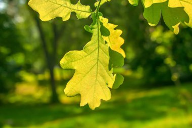 Leaves of PEDUNCULATE OAK on a bright sunny summer day. The Latin name of the plant is QUERCUS ROBUR L.