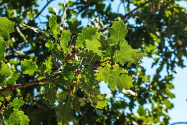 Branch of PEDUNCULATE OAK with acorns in summer. The Latin name for this tree is QUERCUS ROBUR L.