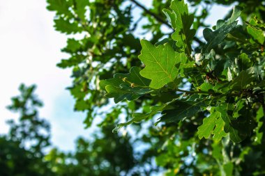 Branch of PEDUNCULATE OAK with acorns in summer. The Latin name for this tree is QUERCUS ROBUR L.