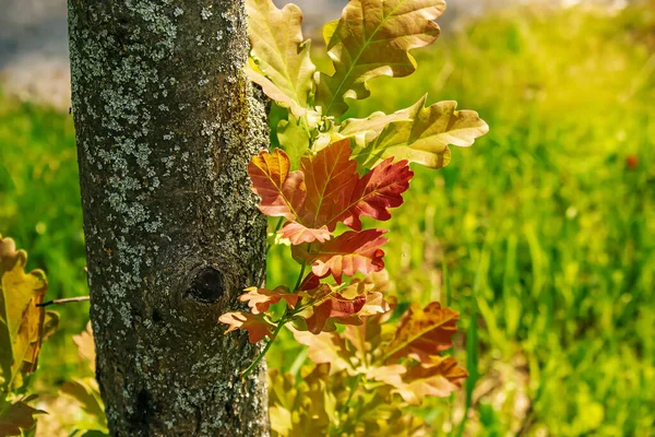 Leaves Pedunculate Oak Bright Sunny Summer Day Latin Name Plant — Photo