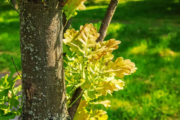 Leaves Pedunculate Oak Bright Sunny Summer Day Latin Name Plant — Stockfoto