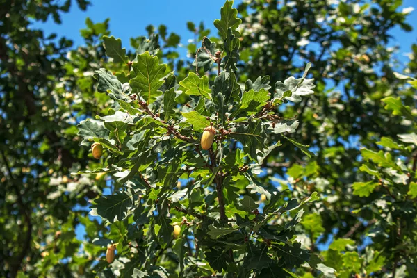 Branch of PEDUNCULATE OAK with acorns in summer. The Latin name for this tree is QUERCUS ROBUR L.