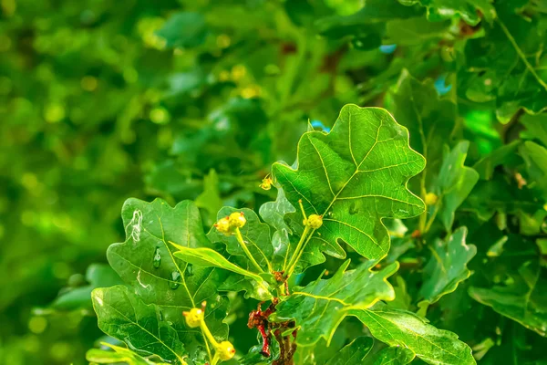 Branch Pedunculate Oak Acorns Summer Latin Name Tree Quercus Robur — Photo