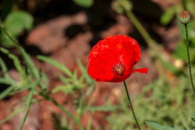 Blooming poppy,Papaver rhoeas L. Also called poppy or corn rose, it is a species of plant from the poppy genus Papaver in the poppy family papaveraceae.