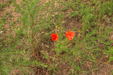 Blooming poppy,Papaver rhoeas L. Also called poppy or corn rose, it is a species of plant from the poppy genus Papaver in the poppy family papaveraceae.