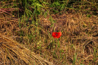 Blooming poppy,Papaver rhoeas L. Also called poppy or corn rose, it is a species of plant from the poppy genus Papaver in the poppy family papaveraceae.