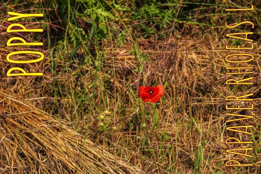 Blooming poppy,Papaver rhoeas L. Also called poppy or corn rose, it is a species of plant from the poppy genus Papaver in the poppy family papaveraceae.