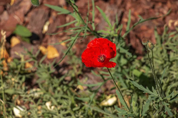 Blooming Poppy Papaver Rhoeas Also Called Poppy Corn Rose Species — Foto de Stock