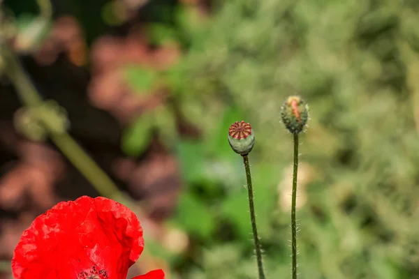 Blooming Poppy Papaver Rhoeas Also Called Poppy Corn Rose Species — Foto de Stock