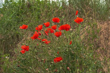 Blooming poppy Papaver rhoeas L. Also called poppy or corn rose, it is a species of plant from the poppy genus Papaver in the poppy family Papaveraceae.