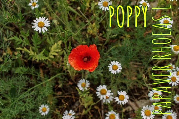 Blooming Poppy Papaver Rhoeas Also Called Poppy Corn Rose Species — Foto de Stock