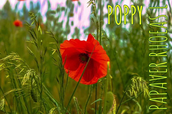 Blooming Poppy Papaver Rhoeas Also Called Poppy Corn Rose Species — Foto de Stock