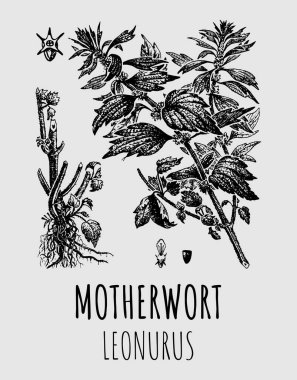 Drawing of Motherwort LEONURUS. Medicinal meadow herbal soothing plant. Used in cooking, medicine, cosmetology and other industries.