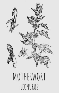 Drawing of Motherwort LEONURUS. Medicinal meadow herbal soothing plant. Used in cooking, medicine, cosmetology and other industries.