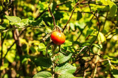 Close-up of May rosehip berries growing on the branches of a bush.
