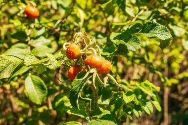 Close-up of May rosehip berries growing on the branches of a bush.