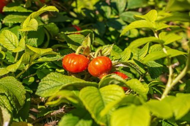 Close-up of May rosehip berries growing on the branches of a bush.