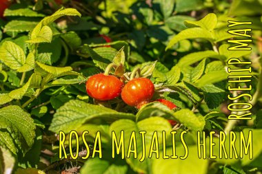 Close-up of May rosehip berries growing on the branches of a bush.