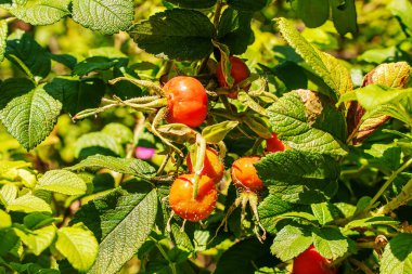 Close-up of May rosehip berries growing on the branches of a bush.