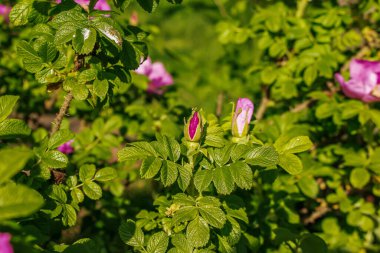 Large bright flowers and buds of the May wild rose on a bush