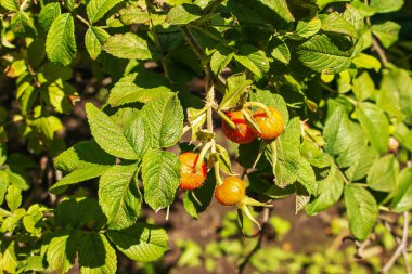 Close-up of May rosehip berries growing on the branches of a bush.