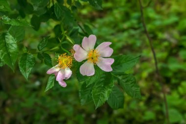 Large bright flowers and buds of dog rose on the bush. ROSA CANINA L are widely used in cosmetology and medicine.