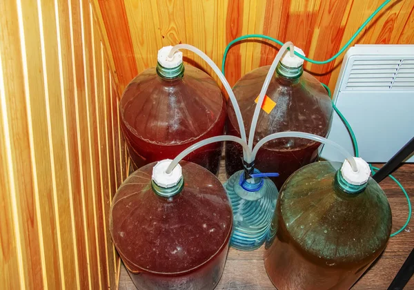 Preparation of homemade grape wine in jars with tubes with a water seal.