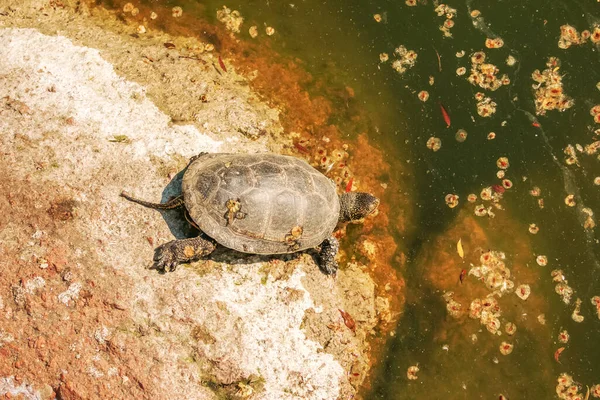 River turtle in the habitat. Turtle in the water and basking on the rocks.