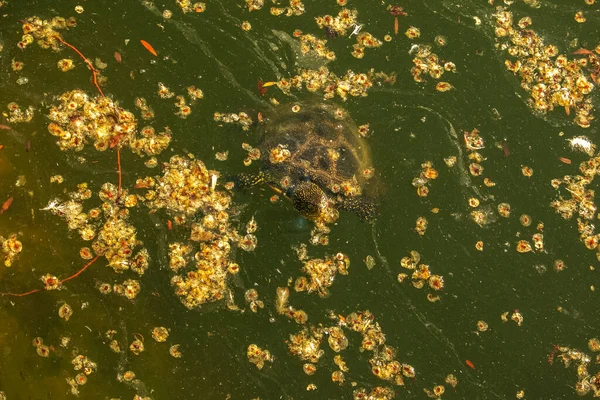 River turtle in the habitat. Turtle in the water and basking on the rocks.