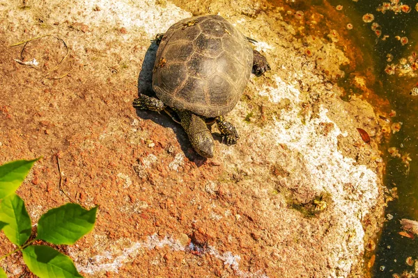 River turtle in the habitat. Turtle in the water and basking on the rocks.