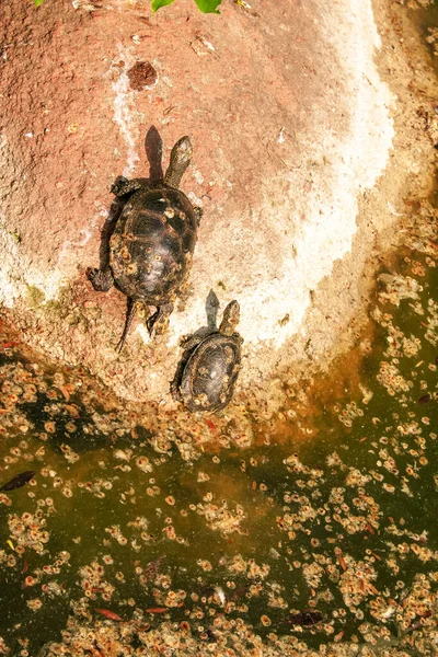 River turtle in the habitat. Turtle in the water and basking on the rocks.