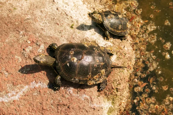 River turtle in the habitat. Turtle in the water and basking on the rocks.