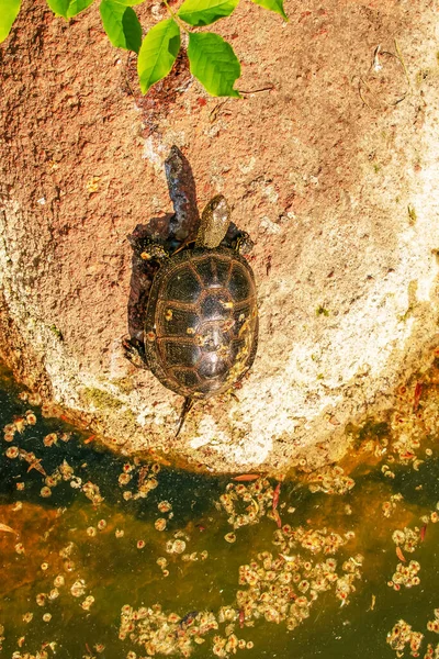 River turtle in the habitat. Turtle in the water and basking on the rocks.