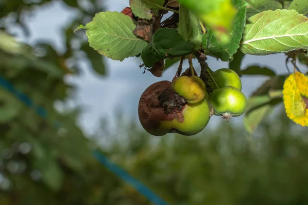Branch of an apple tree with rotten apples. Problem with diseases and pests. Organic gardening and agriculture
