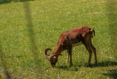 A cute lamb on a background of green grass in a zoo in the city of Nitra in Slovakia.