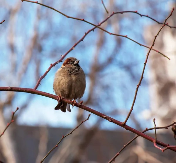 Frozen Sparrow Sits Rosehip Branch Berries Frosty Winter Morning — Fotografia de Stock