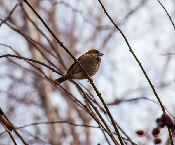 Frozen Sparrow Sits Rosehip Branch Berries Frosty Winter Morning — Stok fotoğraf