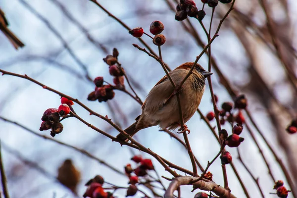Frozen Sparrow Sits Rosehip Branch Berries Frosty Winter Morning — Stockfoto