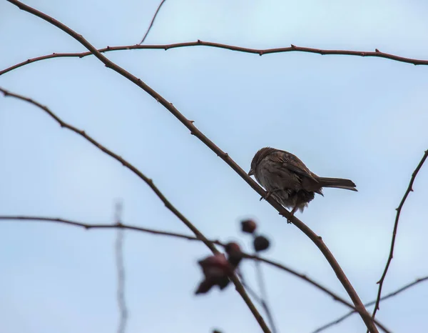 Frozen Sparrow Sits Rosehip Branch Berries Frosty Winter Morning — Stok fotoğraf