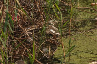 Duckweed and plastic, tin, rubber garbage in the river. The concept of the ecological problem of environmental pollution.