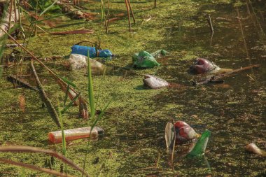 Duckweed and plastic, tin, rubber garbage in the river. The concept of the ecological problem of environmental pollution.