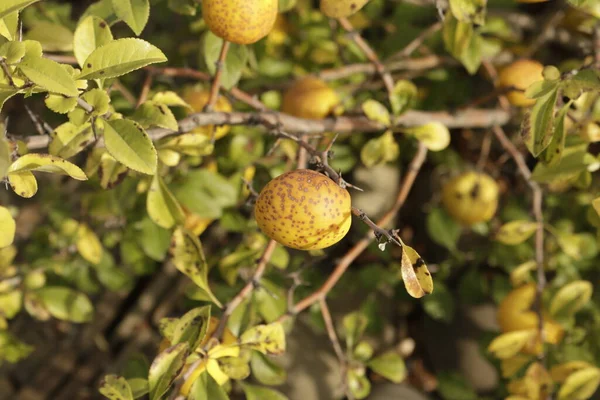 Yellow fruits of Japanese quince grow on a branch. Overripe fruits of ornamental quince.