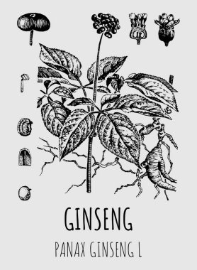 Ginseng çiziyor. El çizimi çizimi. Latince adı PANAX GINSENG L.