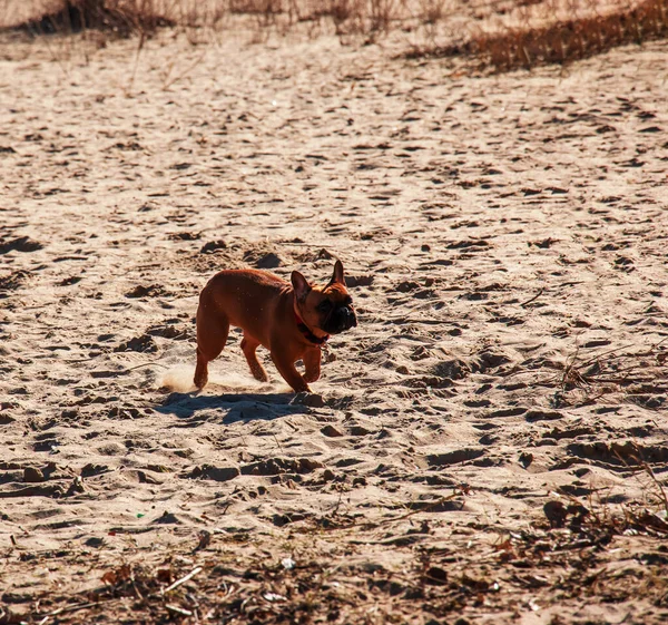 在海滩上可爱的法国斗牛犬 — 图库照片