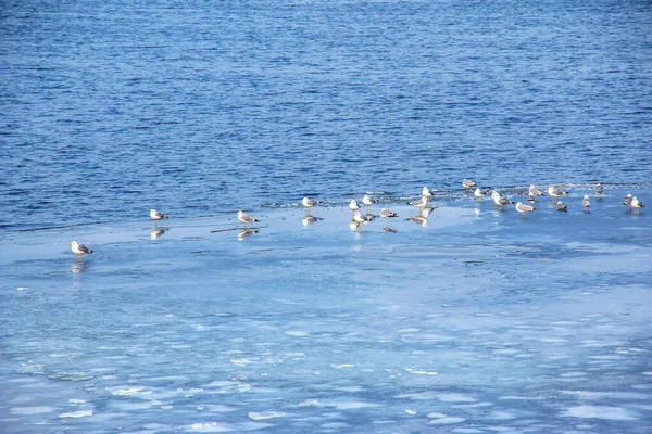 Les Mouettes Sauvages Sont Assises Sur Banc Glace Flottant Eau — Photo