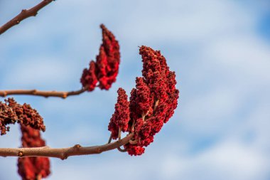Mavi gökyüzüne karşı tohumları olan Staghorn sumac dalı - Latince adı Rhus typhina